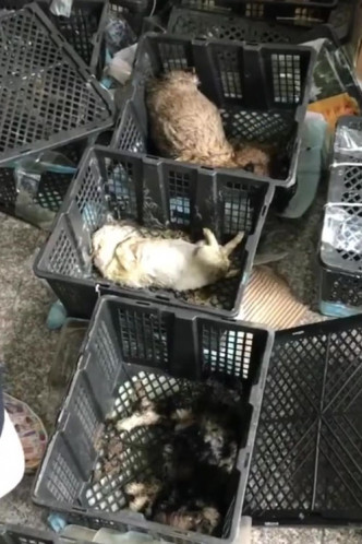 30馀盒子里发现或死或濒死状态的宠物幼崽。