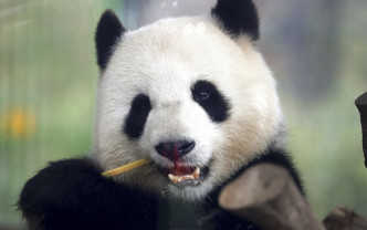 來自中國的大熊貓「夢夢」。AP圖片