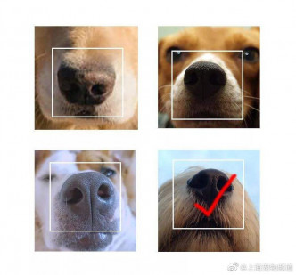 支付寶保險平台開放寵物鼻紋辨識技術，並將首次應用於寵物保險。網圖