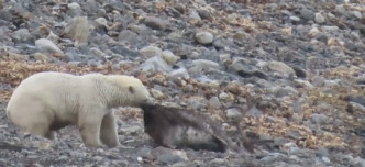 北极熊将驯鹿拖回岸边并抓住其颈。网图
