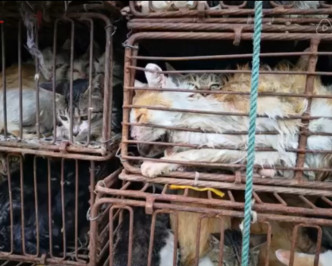 货车上共有10多个挤满猫只的铁笼。网图