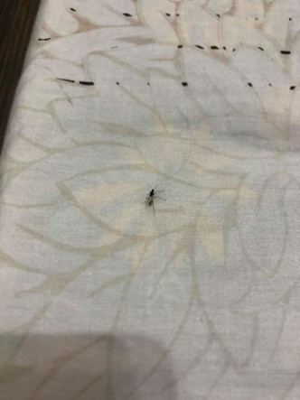香港昆蟲學會會長陳濤表示，看似是弓背蟻的繁殖個體，是常見會飛入屋的昆蟲。 屯門好生活FB圖