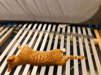 猫猫「SANTA」疑遭床夹毙。香港拯救猫狗协会FB图片