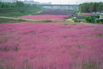 灞河左岸生態公園的粉黛亂子草經歷觀賞期，吸引了眾多市民遊客打卡。網上圖片