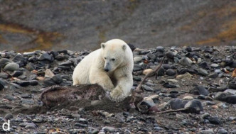 北極熊確保獵物死亡後，才慢慢撕肉享用。網圖