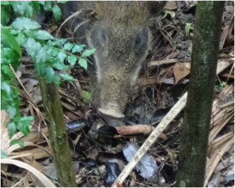 亞洲協會香港中心山邊發現野豬。蔡楚輝攝