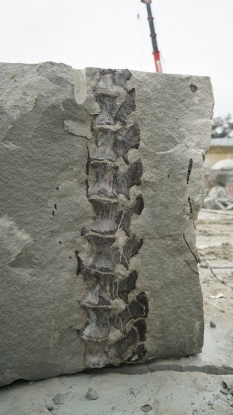 專家根據化石推算其體長約10米。互聯網圖片