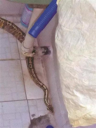 蛇在廚房的洗手盆下方處。