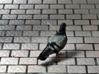 約兩星前前,已有網民發現野鴿背上插上竹籤。(圖片: facebook「將軍澳」群組)