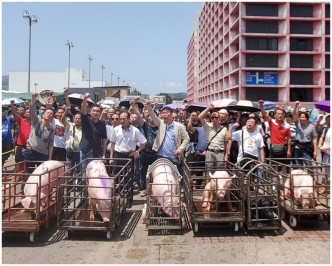 業界昨日烈日下推出數隻豬抗議。資料圖片