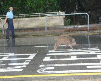 野豬在路邊徘徊時而走出馬路。蔡楚輝攝