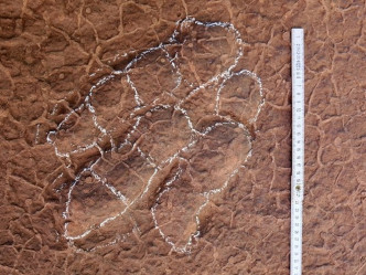 被发现的4个30厘米长的恐龙脚印化石，证实来自新品种肉食恐龙。网图