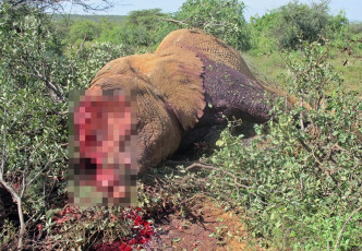 猎人为求象牙，大量残杀非洲大象。