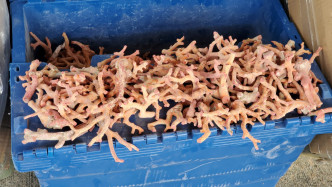 检获的红珊瑚。林思明摄