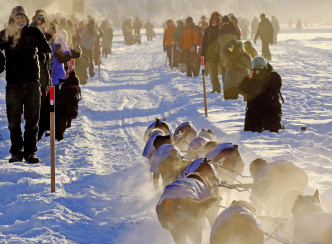 一年一度的长程雪橇狗赛周六登场。AP图片