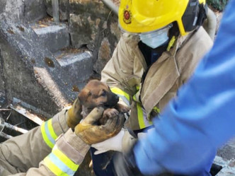 消防員接報到場後，將小唐狗從沙井底救出。網民Helen Kitty Chan圖片