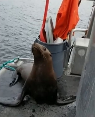 一只海狮爬上女子所在的船只上，楚楚可怜的模样似乎在求助。