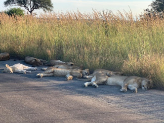 「Kruger National Park」Twitter 圖片