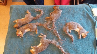 獸醫花20分鐘幫五位一體的小松鼠「分離」。(網圖)