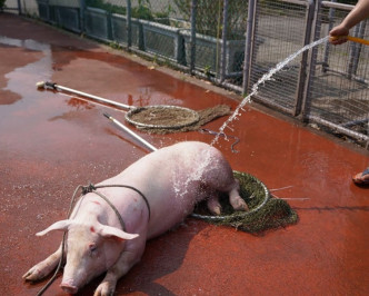 動保處職員為肥豬灑水降溫。網圖
