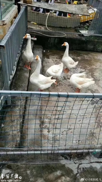 該動物園展出的所謂野生動物，不是活雞就是活鴨、烏龜。網上圖片