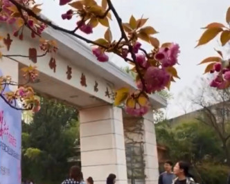 中國科學技術大學種有約100株櫻花樹。