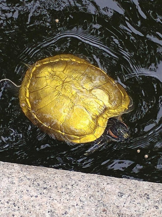 池中的龜隻外殼都變色金色。香港棄龜關注組fb