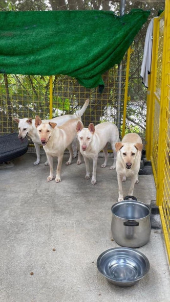 香港关爱动物庇护之家协助无家可归的动物寻找家园。 受访者提供