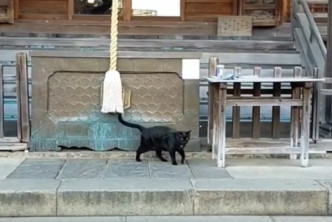 日本網民神社參拜遇黑貓。網上圖片