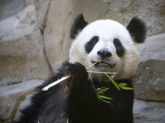 旅法大熊貓歡歡。新華社