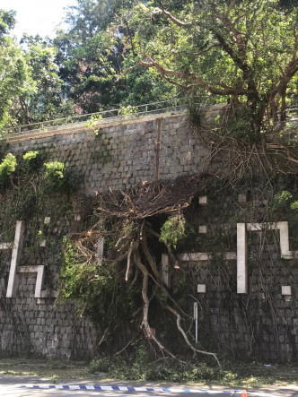 香港大学站对出一幅石墙上，有大树被吹倒。