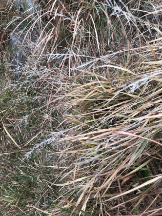 大帽山有草叶结霜。读者提供