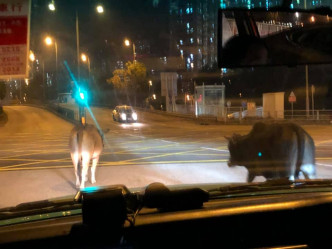 大埔有2只野牛在马路上出没。 ‎Tai Po 大埔网民Hang Tsui图片