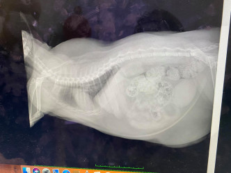 兽医检查过后，指流浪猫没有大碍，只是太肥。网民Faye Lam图片