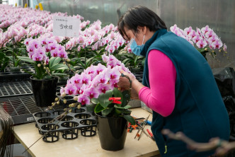 千叶园董事长杨小龙指原定计划于年宵市场销售三万多株兰花。实惠图片