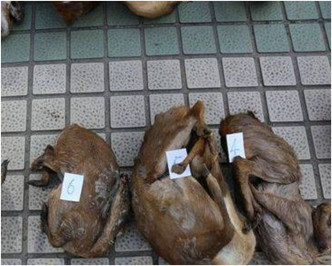 公安相信這些動物屍體銷售網絡覆蓋全國15個省。