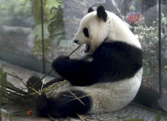 来自中国的大熊猫「梦梦」。AP图片