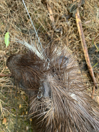 箭豬被鋼線勒住頸部死亡。圖:愛護動物協會提供