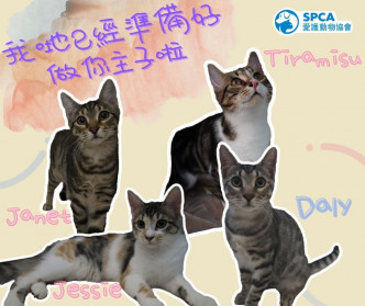 4隻貓準備被人領養。愛護動物協會圖片