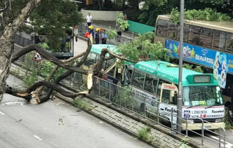 塌下的树枝阻碍至少4条行车线，并压毁两部小巴、两部巴士以及一部七人车。网图