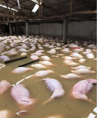 养猪场被浸在水中，大批猪只被浸死。