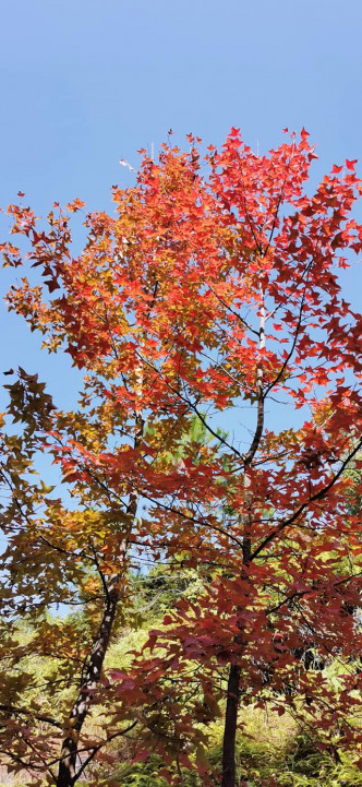 不少市民到大棠觀賞紅葉。網民Apple Ng圖片