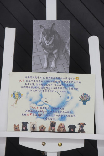 九龍殯儀館守護犬「大耳」被車死。