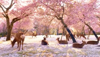 奈良公园更变成鹿群的天下。Twitter图