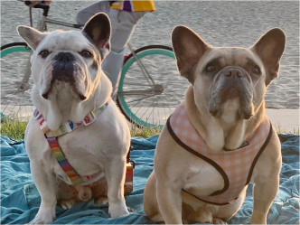 周四宣佈懸紅50萬美元尋找兩隻失蹤愛犬Koji和Gustav。