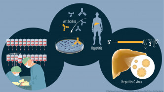醫學獎表揚阿爾特、霍頓以及賴斯發現了丙型肝炎病毒。諾貝爾圖片