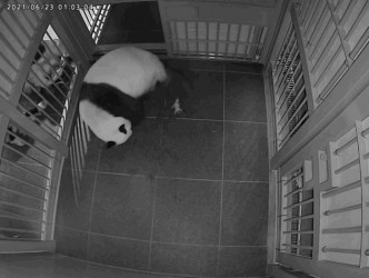 大熊猫妈妈「真真」产后出现疲劳。东京上野动物园twitter