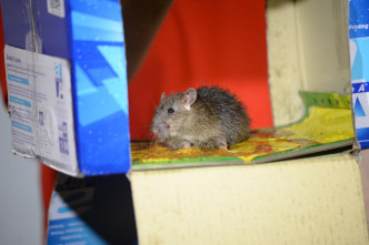 老鼠被黏在置有老鼠膠的紙箱內動彈不得。