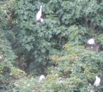 不少鹭鸟在树上。影片截图