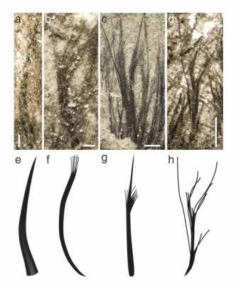 是次研究发现翼龙有至少4种羽毛：(1) 简单的长丝 (「毛发」)，(2) 丝束，(3) 半簇丝和 (4) 绒羽。  香港大学图片
